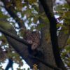 Kitten van 8 maanden al twee dagen vast in boom Wijnruitweg Tilburg