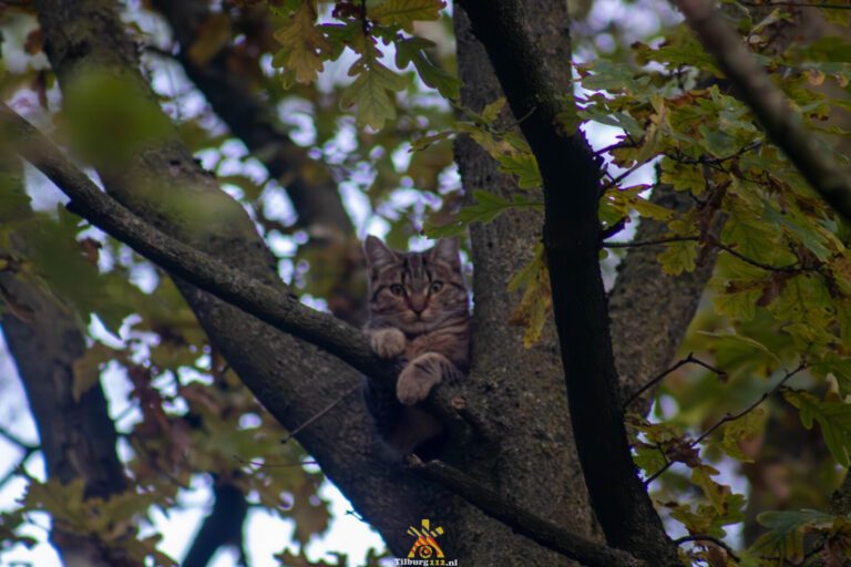 Kitten van 8 maanden al twee dagen vast in boom Wijnruitweg Tilburg